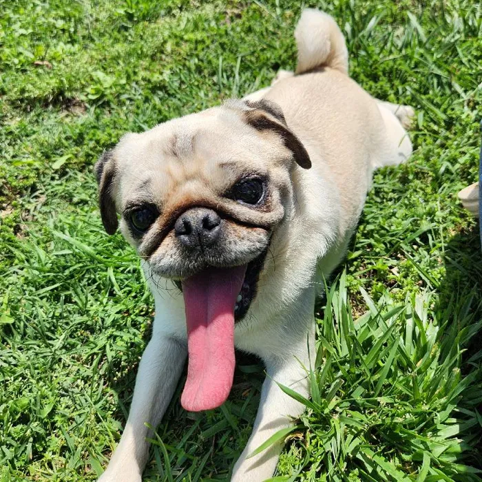 Female Pug Dog for Sale in Neosho, MO