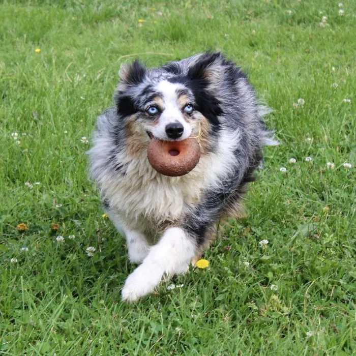 Female Mini Aussie dog named Roxy for sale at A Dog's Dream.