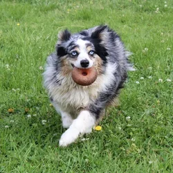 Female Mini Aussie dog named Roxy for sale at A Dog's Dream.