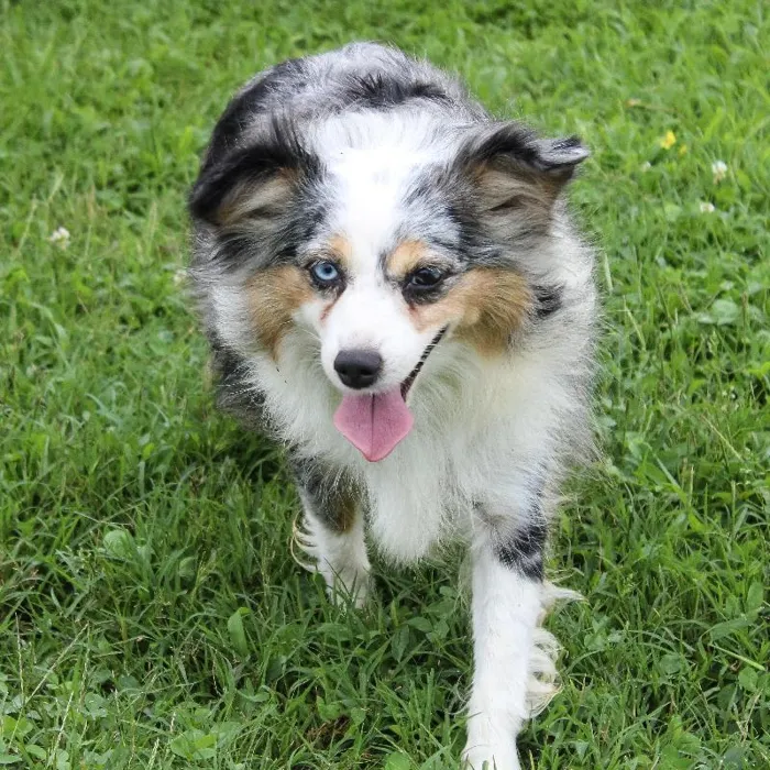 Female Mini Aussie dog named Polly 2 for sale at A Dog's Dream.