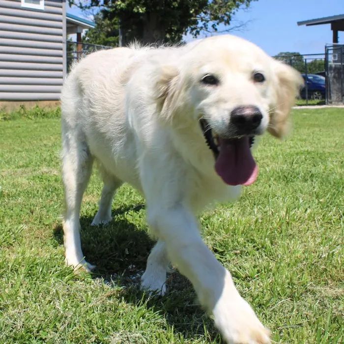 Female Golden Retriever dog named Katie for sale at A Dog's Dream.