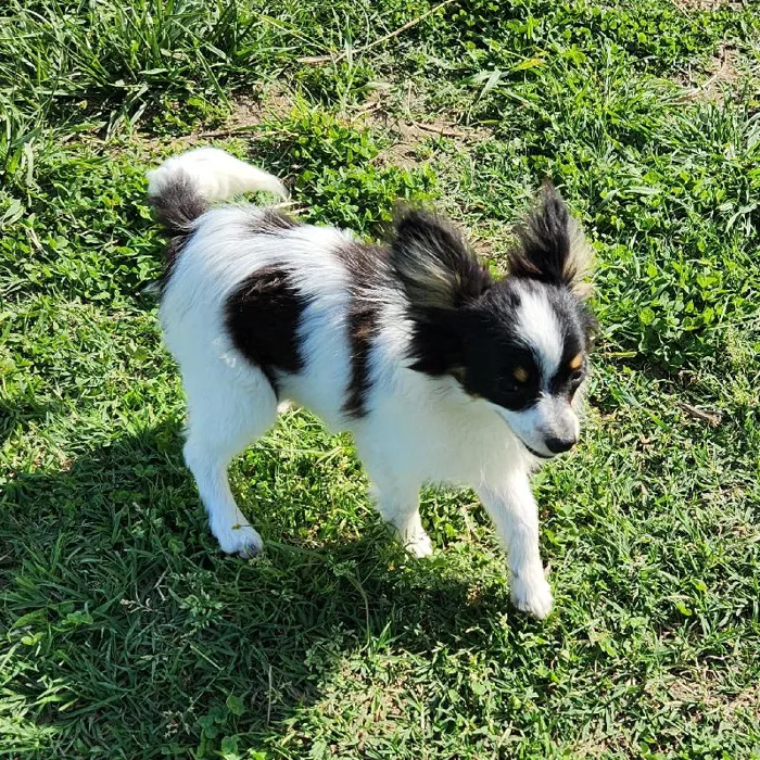Male Papillon Dog for Sale in Neosho, MO