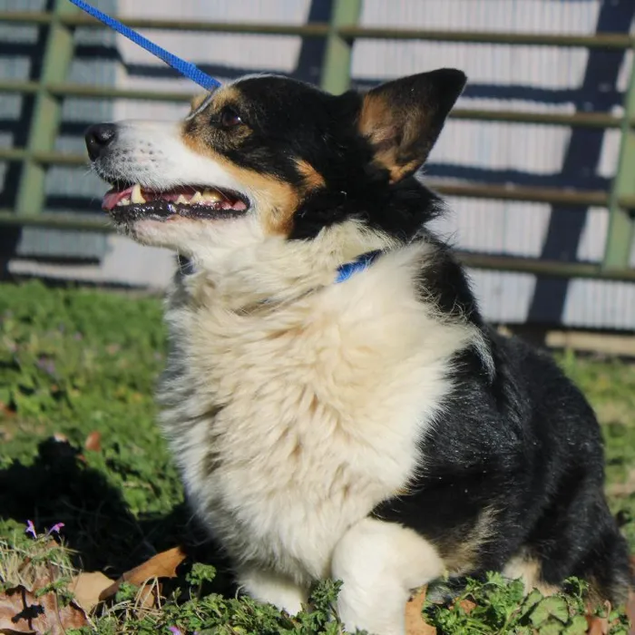 Male Pembroke Welsh Corgi dog named Avery for sale at A Dog's Dream.