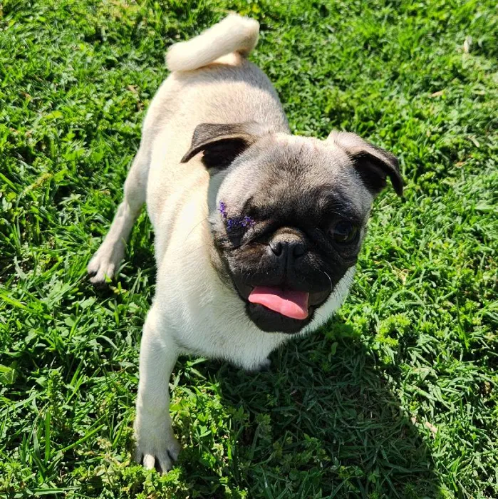 Female Pug Dog for Sale in Neosho, MO