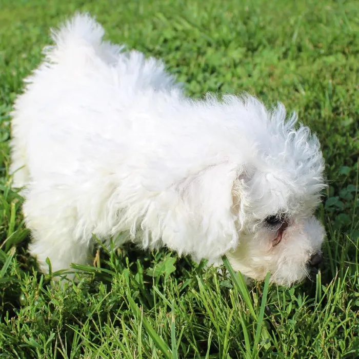 Male Bichon dog named Chester for sale at A Dog's Dream.