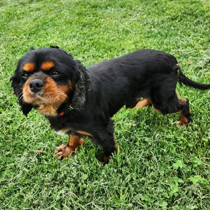 Male Cavalier King Charles Spaniel Dog for Sale in Neosho, MO