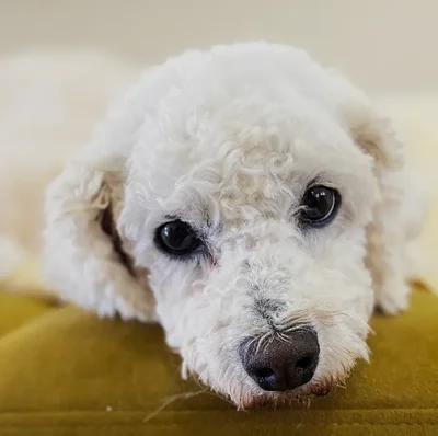 Female Bichon Dog for Sale in Neosho, MO