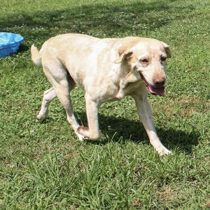 Female Labrador Retriever dog named Kayana for sale at A Dog's Dream.