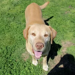 Male Labrador Retriever dog named Elias for sale at A Dog's Dream.
