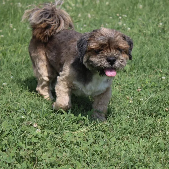 Female Lhasa Apso dog named Chancey for sale at A Dog's Dream.
