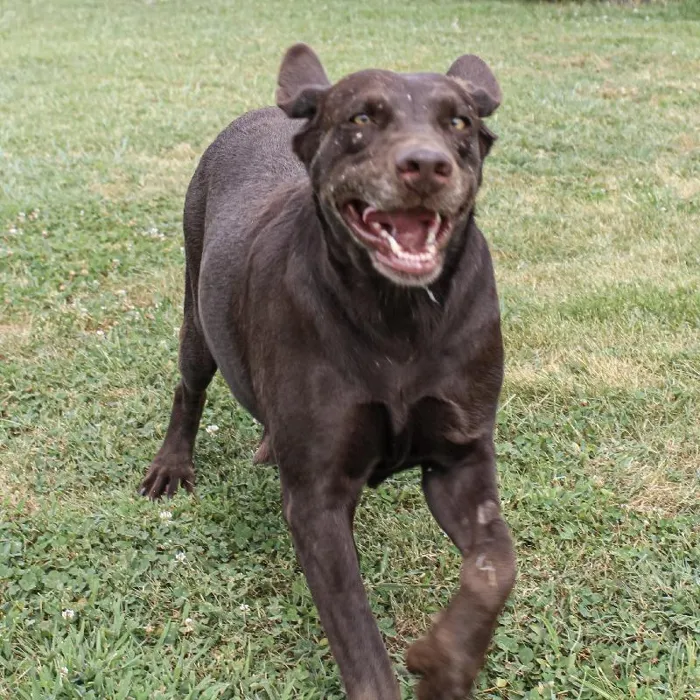 Female Labrador Retriever dog named Lupe for sale at A Dog's Dream.