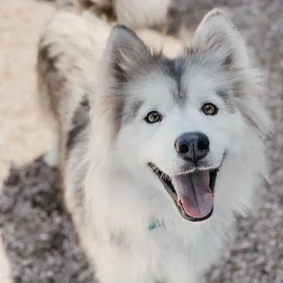 Female Siberian Husky Dog for Sale in Neosho, MO