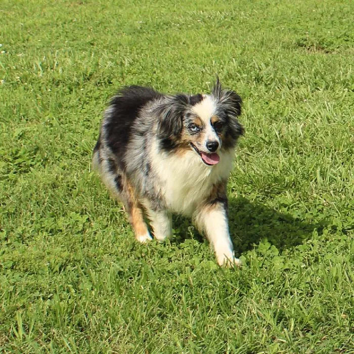Female Mini Aussie dog named Pasley for sale at A Dog's Dream.