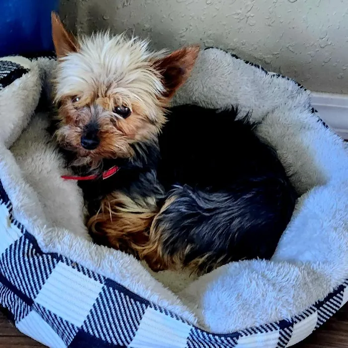 Female Yorkie Dog for Sale in Neosho, MO