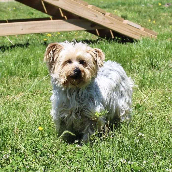 Female Yorkie dog named Jami Bonnie for sale at A Dog's Dream.