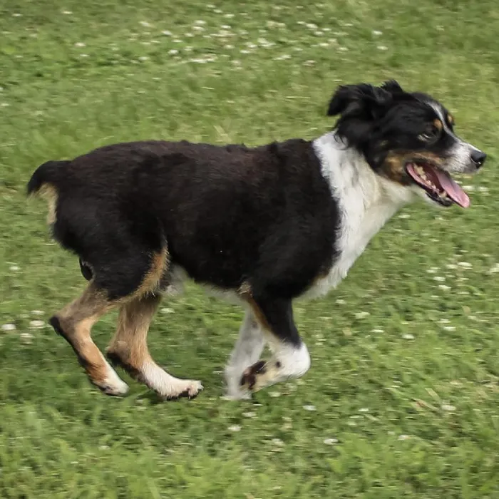Male Mini Aussie dog named Bugzy for sale at A Dog's Dream.