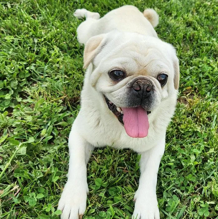 Male Pug Dog for Sale in Neosho, MO