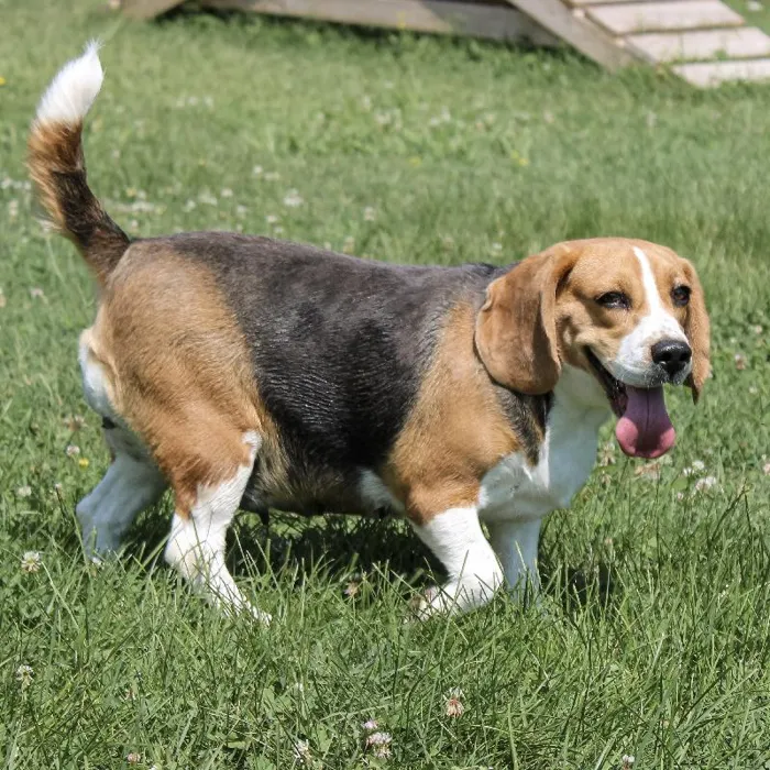Female Beagle dog named Lil Stinker for sale at A Dog's Dream.