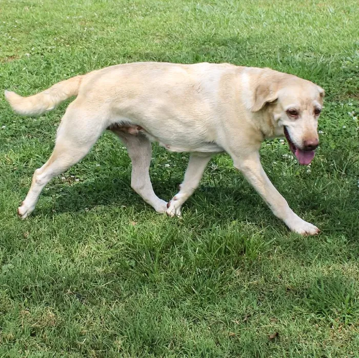 Female Labrador Retriever dog named Kayana for sale at A Dog's Dream.