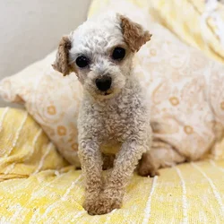 car_main_img_/media/ap_media/pets/SIDUUMXSZXUO1496.webp.250x250_q85.webp