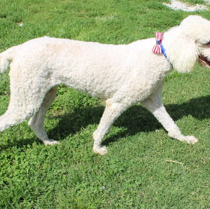Male Standard Poodle dog named Max for sale at A Dog's Dream.