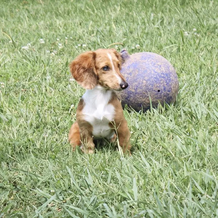 Female Dachshund dog named Hera for sale at A Dog's Dream.