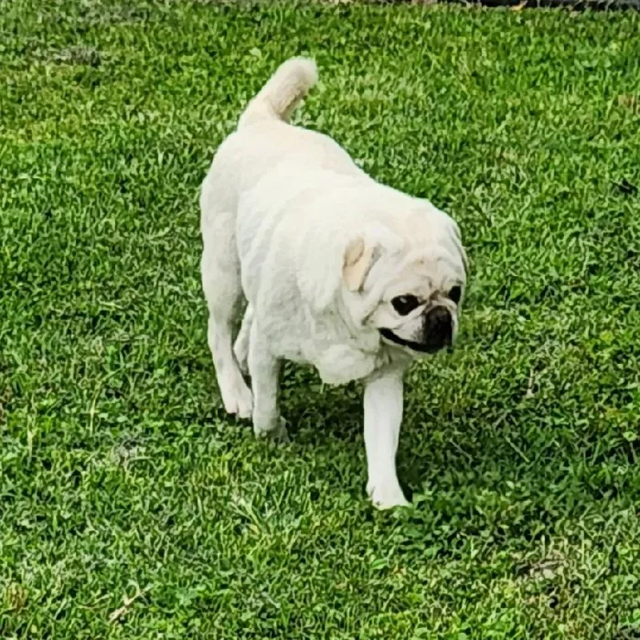 Male Pug Dog for Sale in Neosho, MO