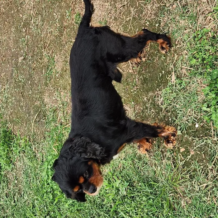 Male Cavalier King Charles Spaniel Dog for Sale in Neosho, MO