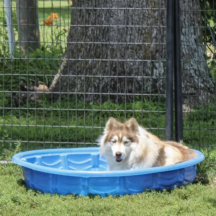 Female Siberian Husky dog named Bria for sale at A Dog's Dream.