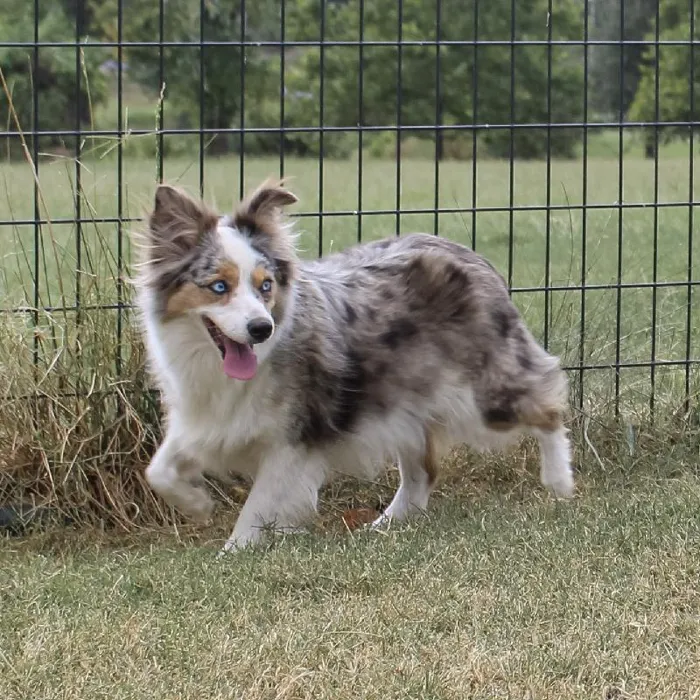 Female Mini Aussie dog named Mollie for sale at A Dog's Dream.