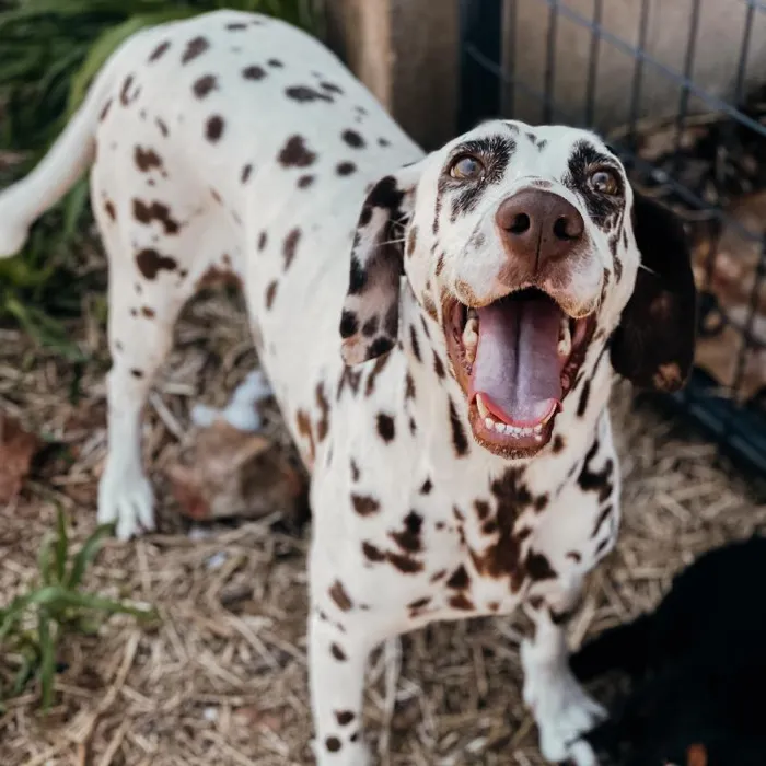 Female Dalmatian Dog for Sale in Neosho, MO