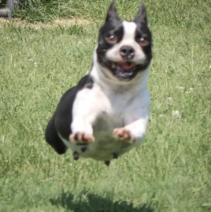 Female Boston Terrier dog named Franny for sale at A Dog's Dream.