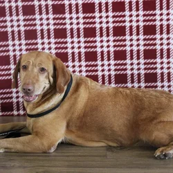 Female Labrador Retriever dog named Babe for sale at A Dog's Dream.