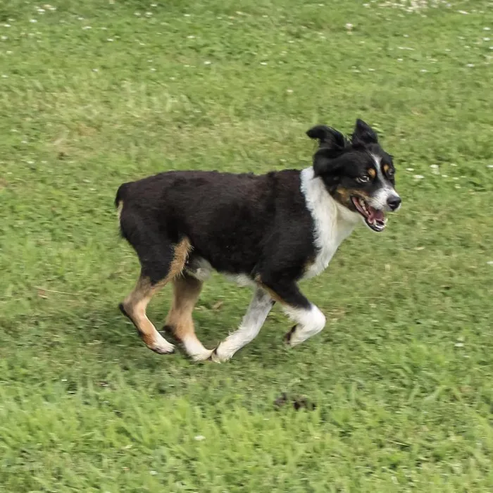 Male Mini Aussie dog named Bugzy for sale at A Dog's Dream.