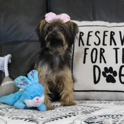Female Yorkie dog named Bibi Dahl for sale at A Dog's Dream.