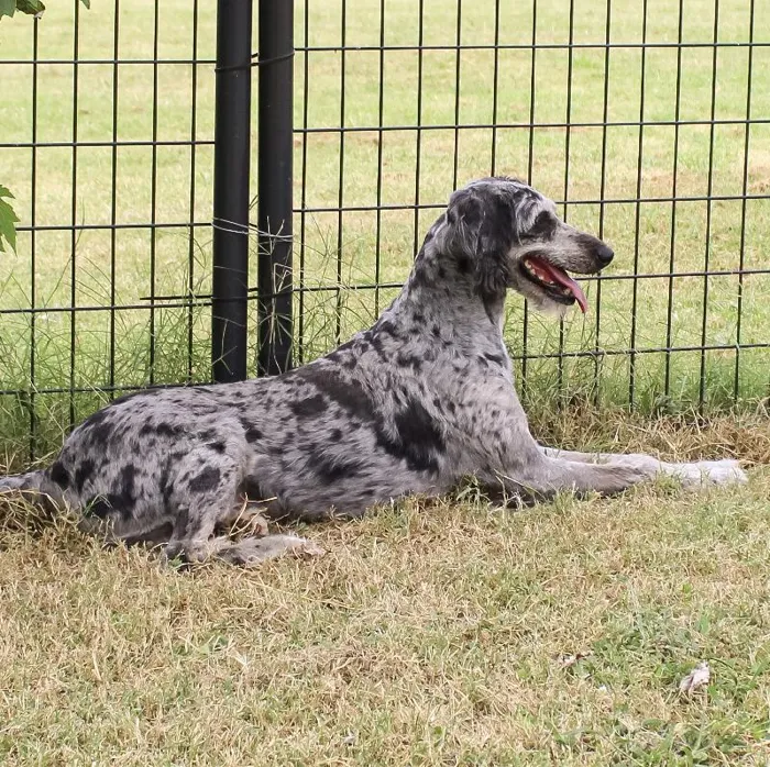 Female Mini Aussiedoodle dog named Ruby Blue for sale at A Dog's Dream.