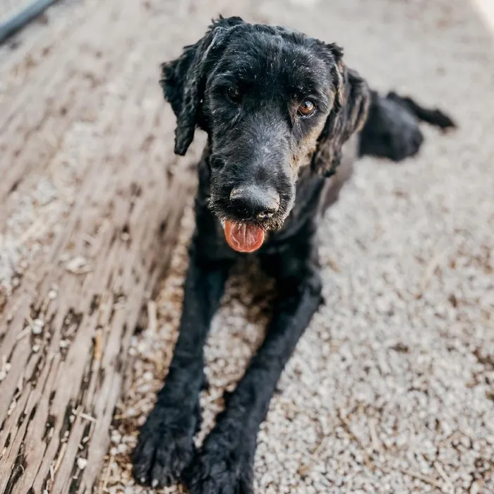 Female Giant Schnauzer Dog for Sale in Neosho, MO