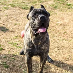 Male Cane Corso dog named Maverick for sale at A Dog's Dream.