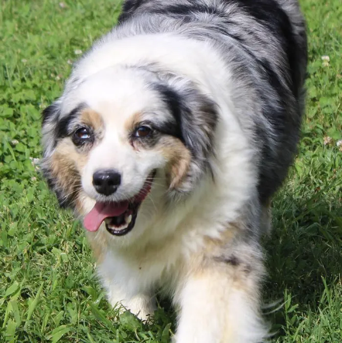 Female Mini Aussie dog named Fluffy for sale at A Dog's Dream.