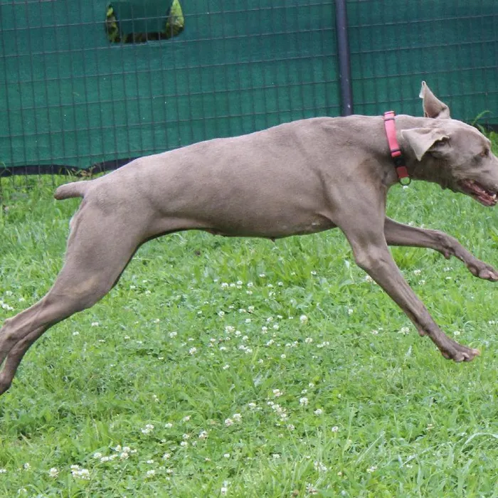 Female Weimaraner dog named Gracie for sale at A Dog's Dream.