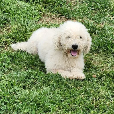 Female Bichon Dog for Sale in Neosho, MO