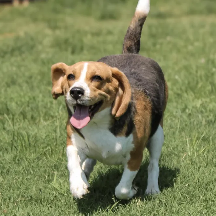 Female Beagle dog named Lil Stinker for sale at A Dog's Dream.