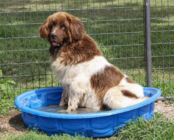 Female Newfoundland dog named Bianca for sale at A Dog's Dream.