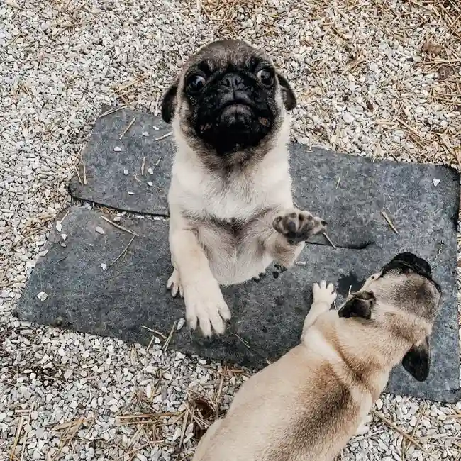 Female Pug Dog for Sale in Neosho, MO