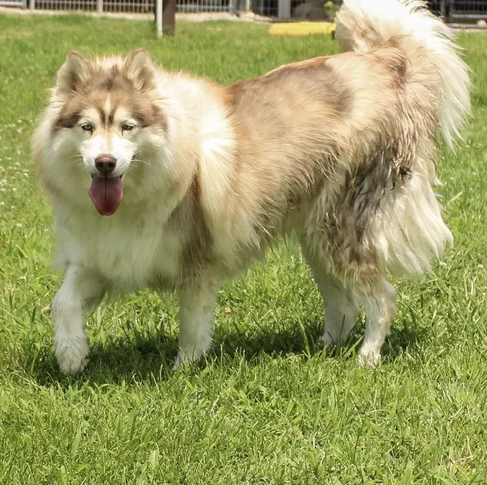 Female Siberian Husky dog named Bria for sale at A Dog's Dream.