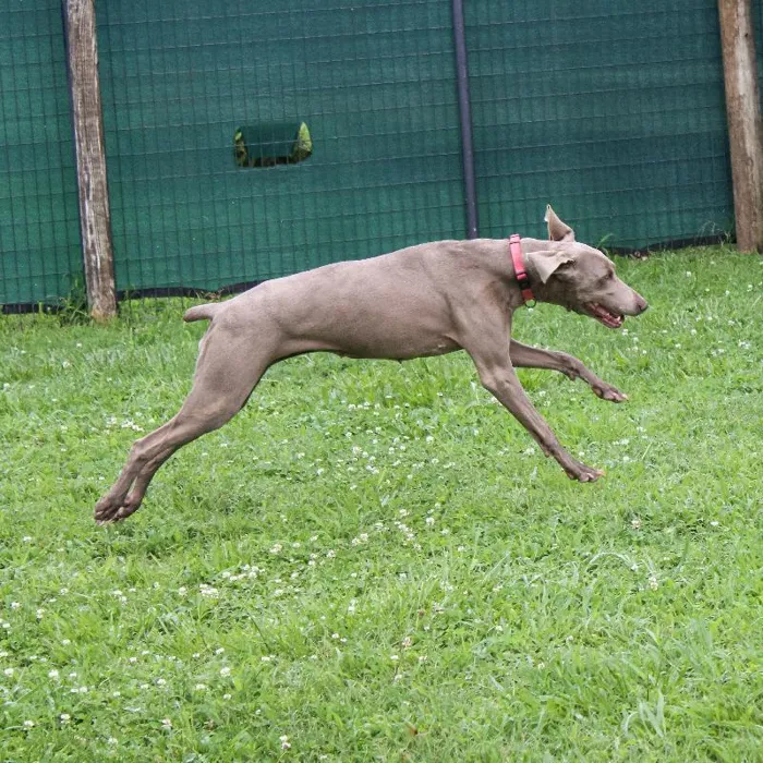 Female Weimaraner dog named Gracie for sale at A Dog's Dream.