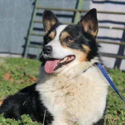 Male Pembroke Welsh Corgi dog named Avery for sale at A Dog's Dream.