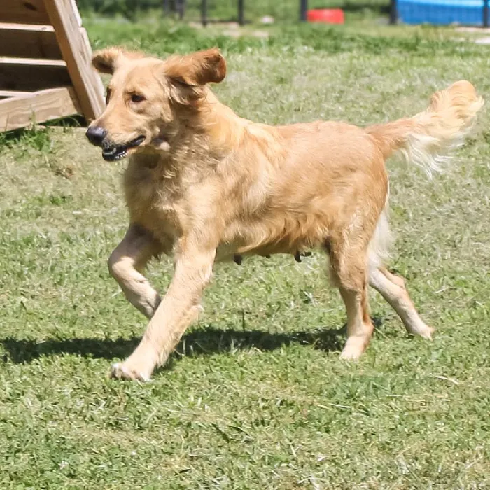 Female Golden Retriever dog named Millie for sale at A Dog's Dream.