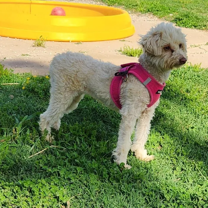 Female Aussiedoodle Dog for Sale in Neosho, MO