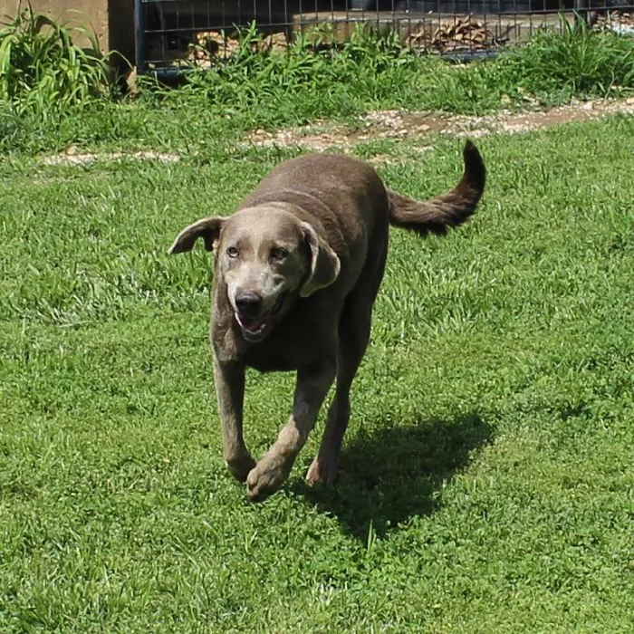 Female Labrador Retriever dog named Phoebe for sale at A Dog's Dream.